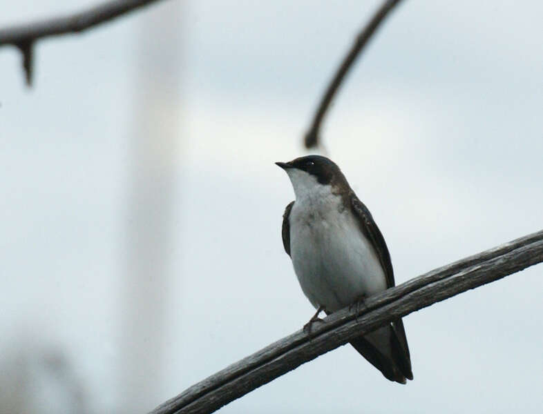 Tachycineta bicolor (Vieillot 1808) resmi