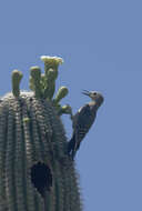 Sivun kaktusraitatikka kuva