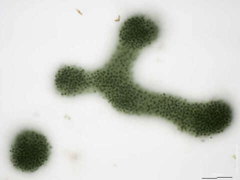 Image de Microcystis aeruginosa