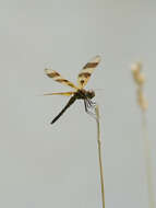 Celithemis eponina (Drury 1773) resmi