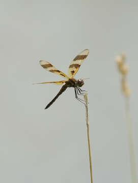 Image of Halloween Pennant