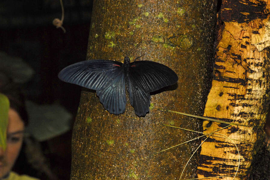 Sivun Papilio memnon Linnaeus 1758 kuva