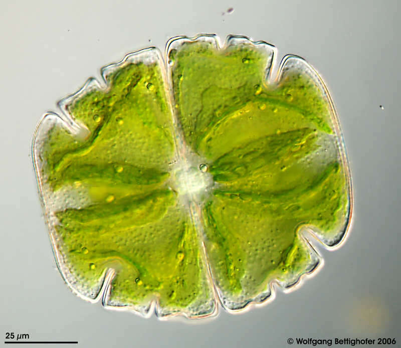 Image of Micrasterias truncata Brébisson ex Ralfs 1848