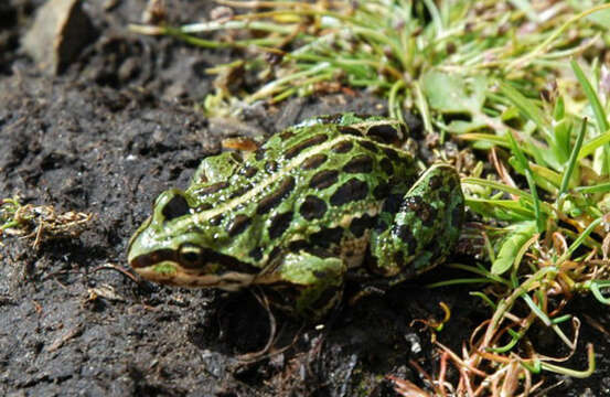 Image of Asian frogs