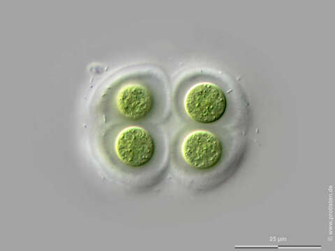 Image de Chroococcus subnudus (Hansgirg) G. Cronberg & J. Komárek 1994