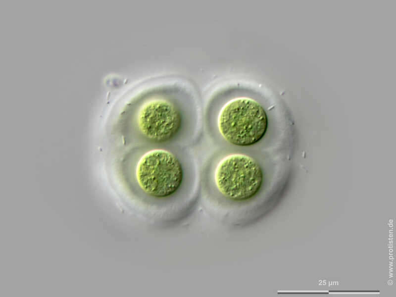 Chroococcus subnudus (Hansgirg) G. Cronberg & J. Komárek 1994 resmi