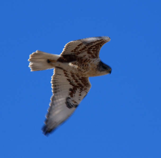 Image of Ferruginous Hawk