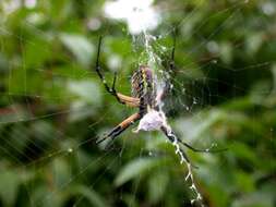 Image of Black-and-Yellow Argiope