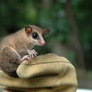 Image of Linnaeus's Mouse Opossum