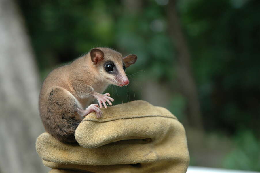 Image of mouse opossum