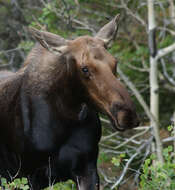 Слика од Alces americanus (Clinton 1822)