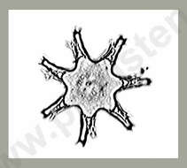Image of Staurastrum sexangulare var. crassum W. B. Turner