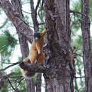 Sciurus niger Linnaeus 1758 resmi