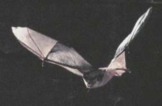 Image of Gray Myotis