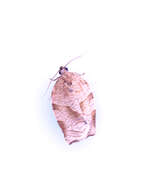 Image of Oblique-banded Leafroller