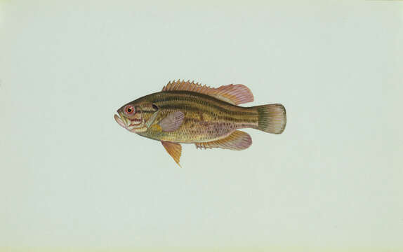 Image of Acantharchus