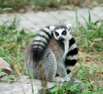 Image of Lemur Linnaeus 1758