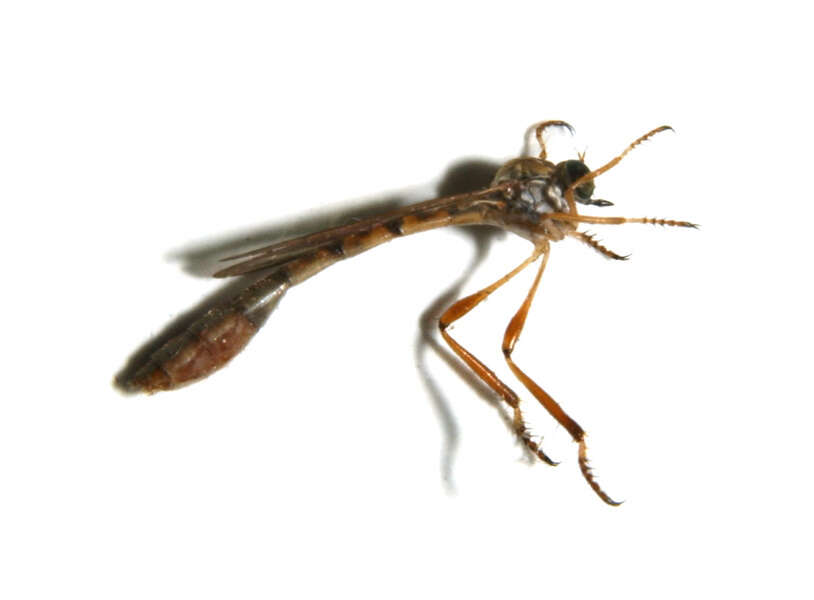 Image of Leptogaster