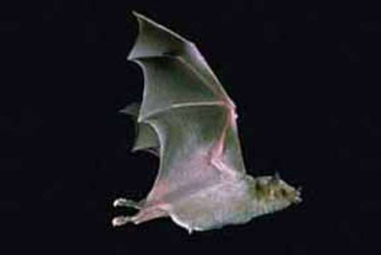 Image of Saussure's long-nosed bat