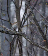 Image of Hermit Thrush