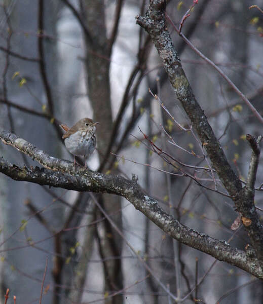 Image of Hermit Thrush