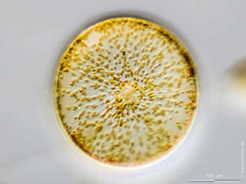 Image of Coscinodiscus concinnus