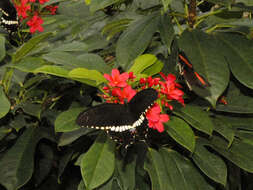 Sivun Papilio polytes Linnaeus 1758 kuva