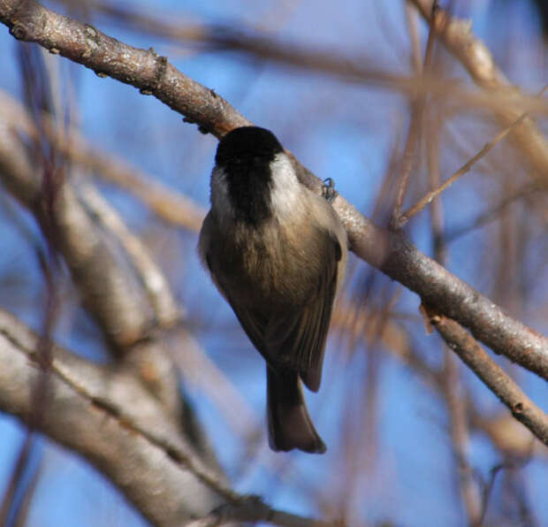 صورة Parus montanus