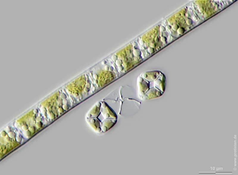 Plancia ëd Crucigenia fenestrata (Schmidle) Schmidle 1900