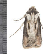 صورة Agrotis volubilis Harvey 1874