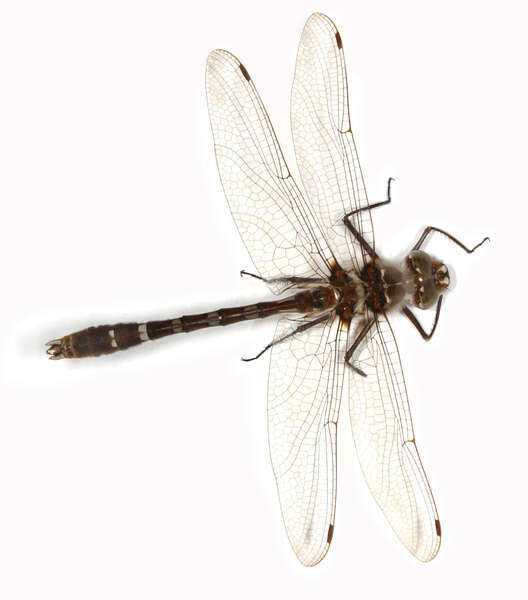 Sivun Macromiidae kuva