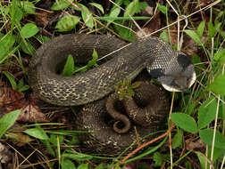 Image de Heterodon Latreille ex Sonnini & Latreille 1801