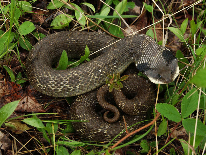 Image of North American Hog-nosed Snakes