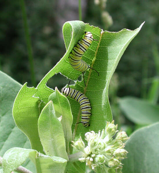 Plancia ëd Danaus (Anosia) plexippus Linnaeus 1758