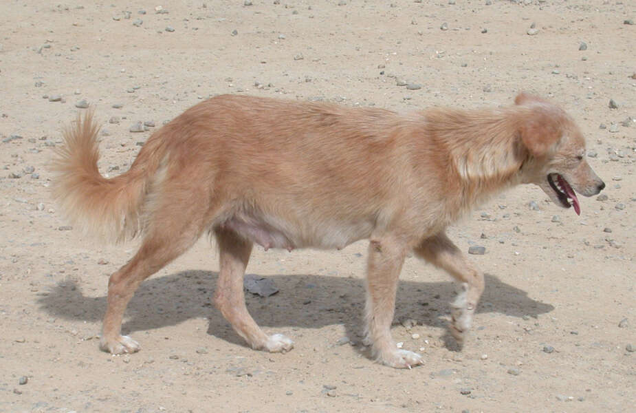 Sivun Canis lupus familiaris Linnaeus 1758 kuva