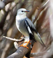 Image of Sturnus sericeus