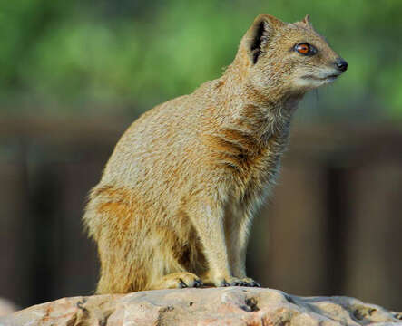 Image of Yellow Mongoose