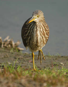 Image of Chinese Pond Heron