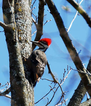 Image of Pileated Woodpecker