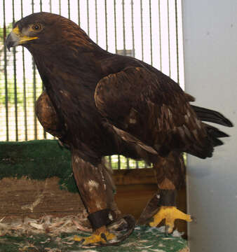 Image of Golden eagle