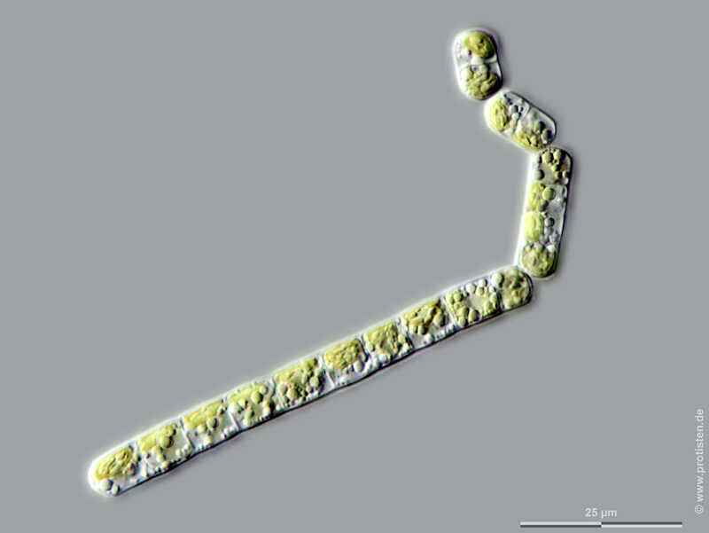 Слика од Klebsormidium dissectum