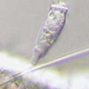 Image of Pyxidiella I. C. Cookson & A. Eisenack 1958