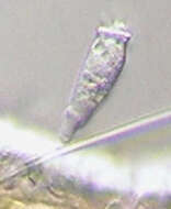 Image of Pyxidiella I. C. Cookson & A. Eisenack 1958