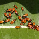 Image of Large Milkweed Bug