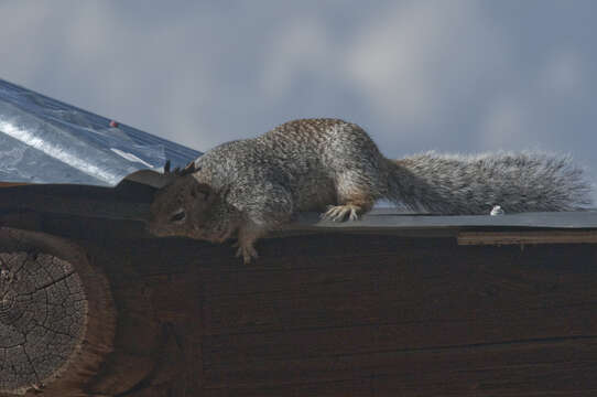 Image of rock squirrel