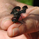 Image of Black Saddlebags