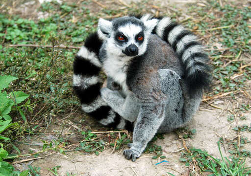 Image of Lemur Linnaeus 1758