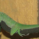 Imagem de Anolis equestris Merrem 1820