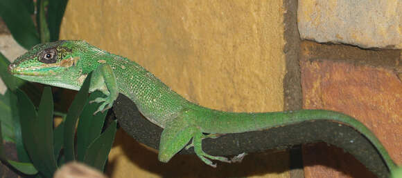 Imagem de Anolis equestris Merrem 1820