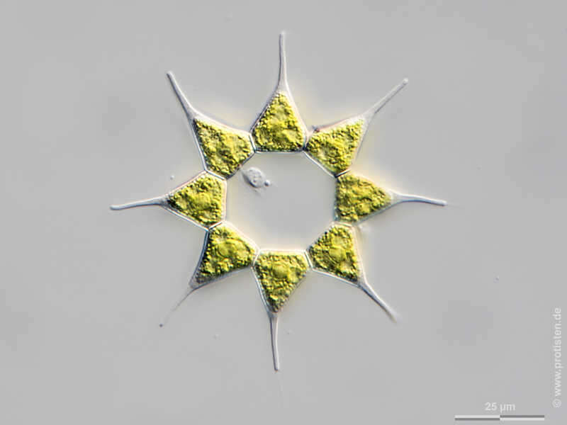 Image of Monactinus simplex